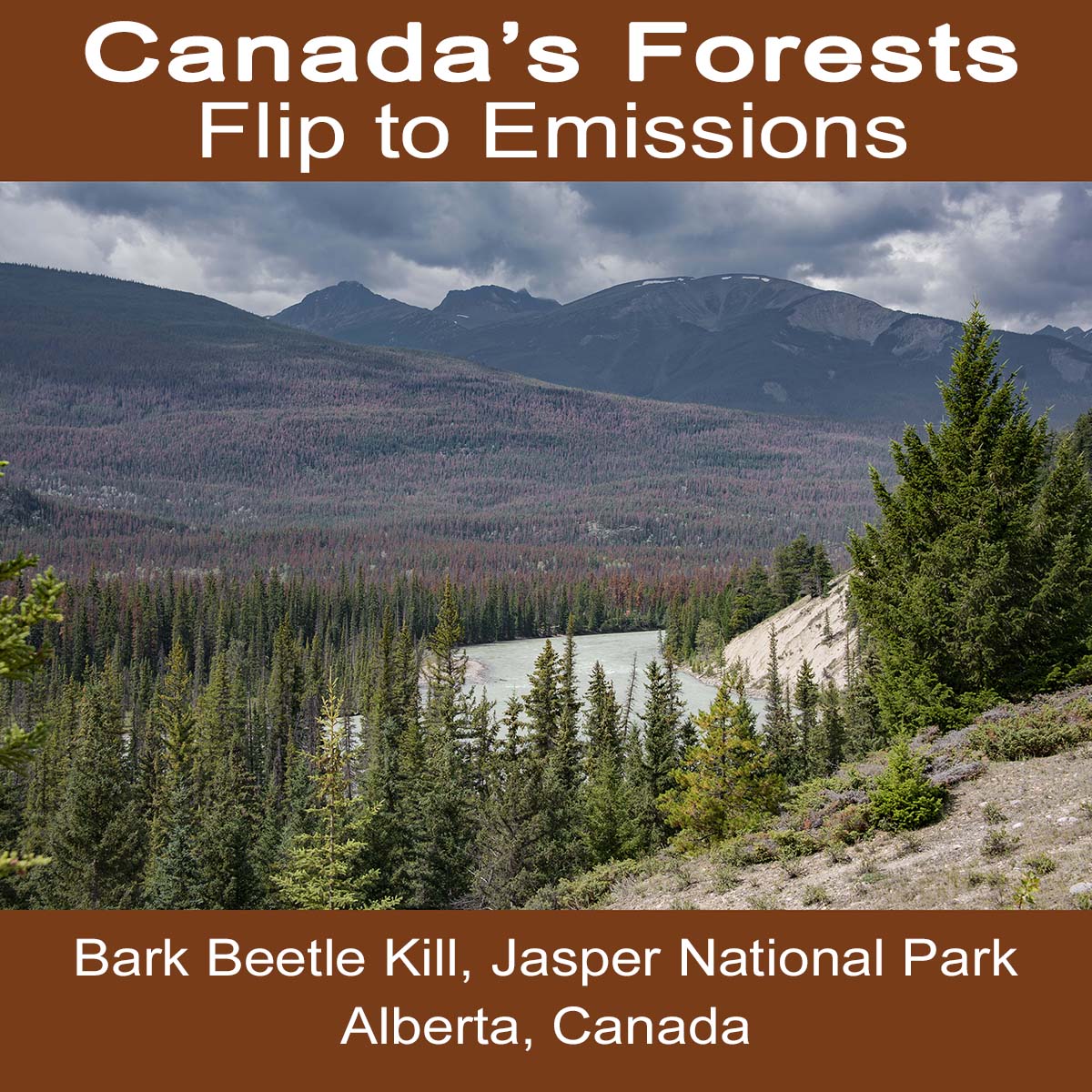 Canada’s Forests Have Flipped From Carbon Sink to Greenhouse Gas Emissions