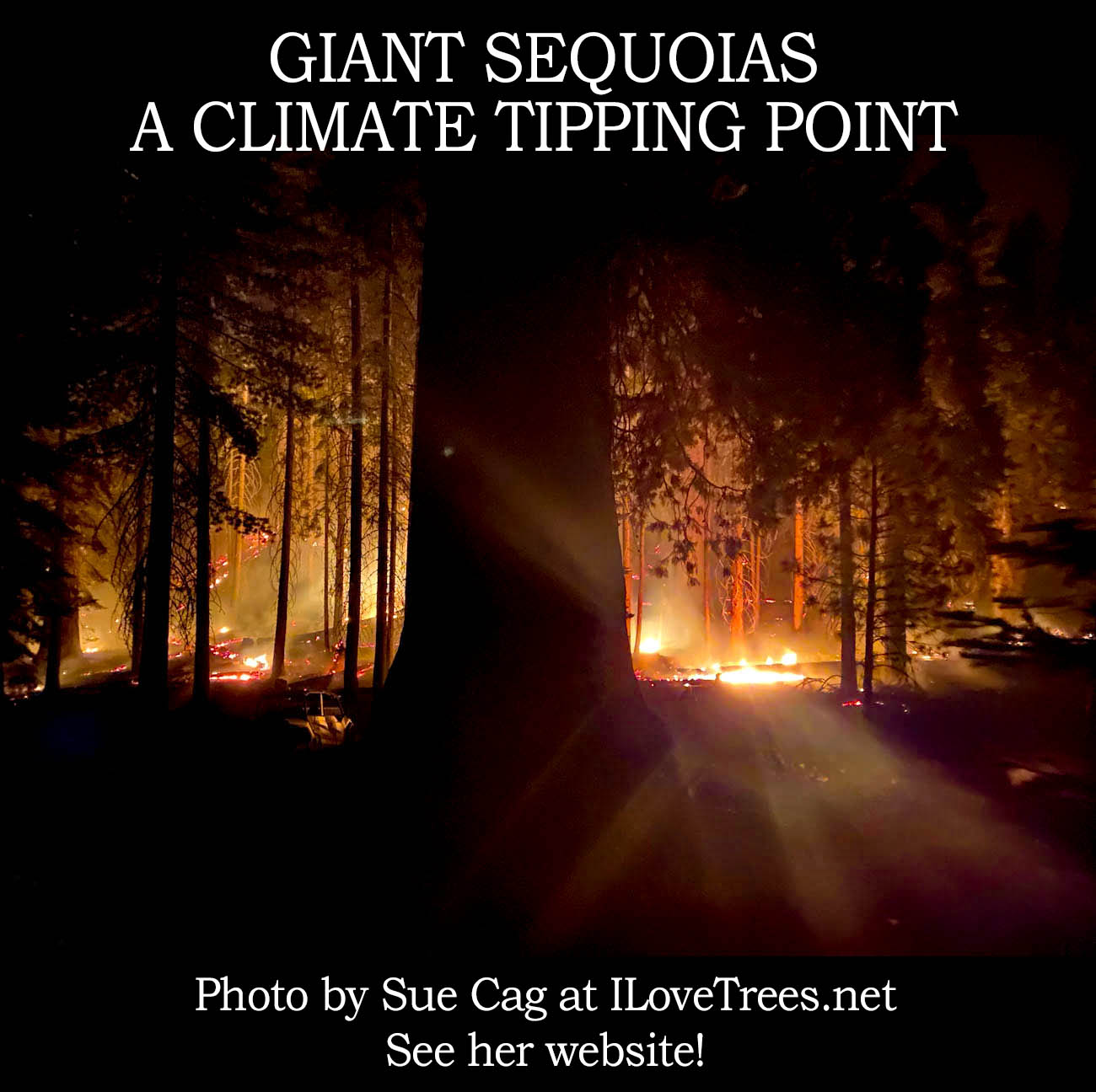 Giant Sequoias: A Tipping Point