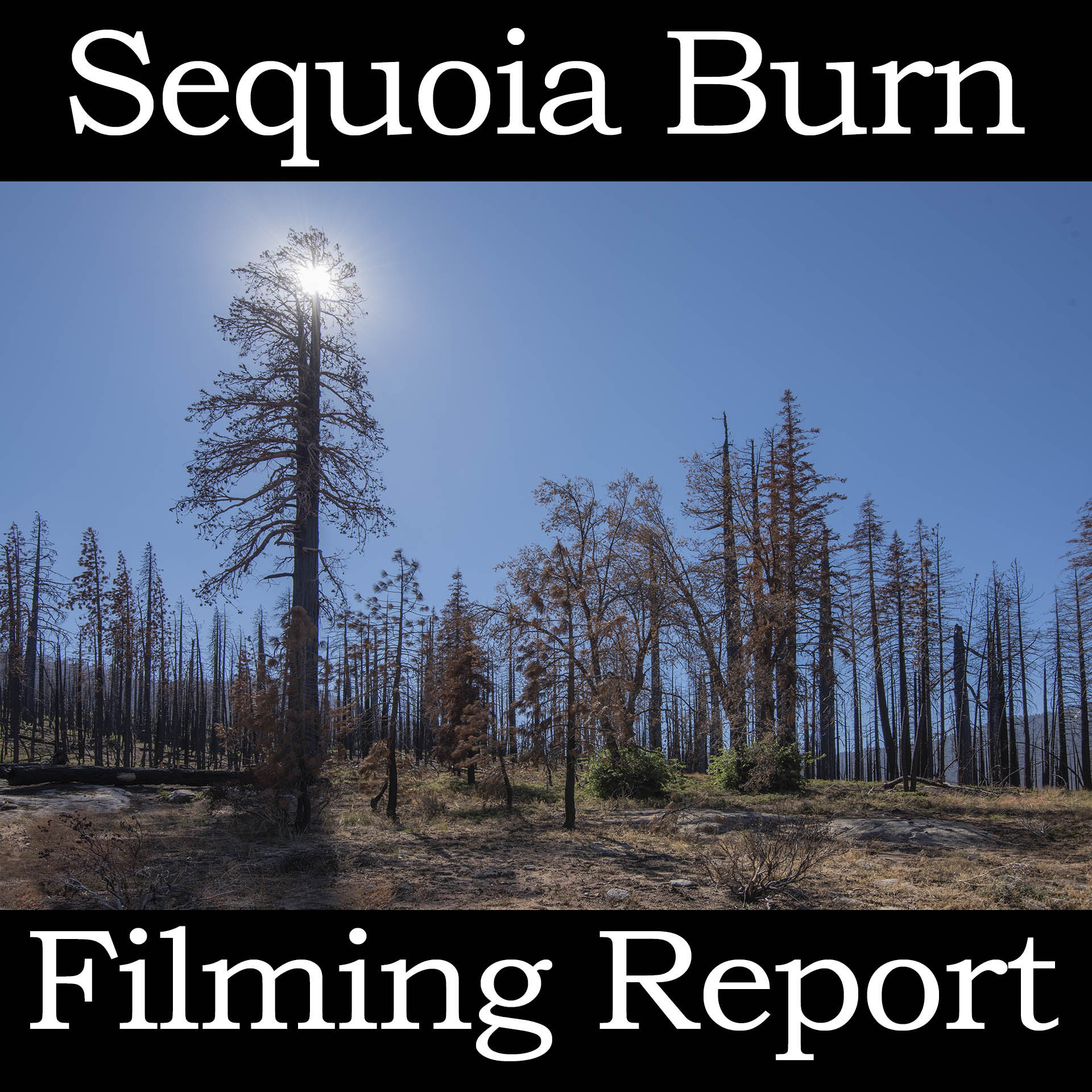 Filming Report: Sequoia Burn