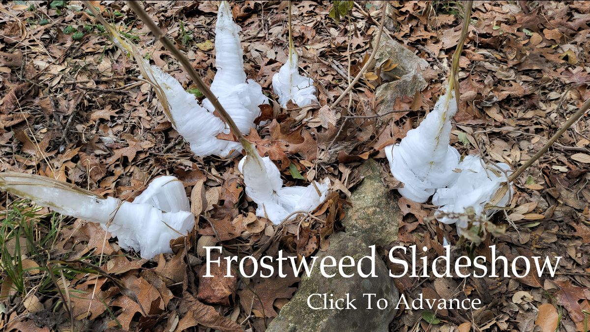 Frostweed on a Warming Planet