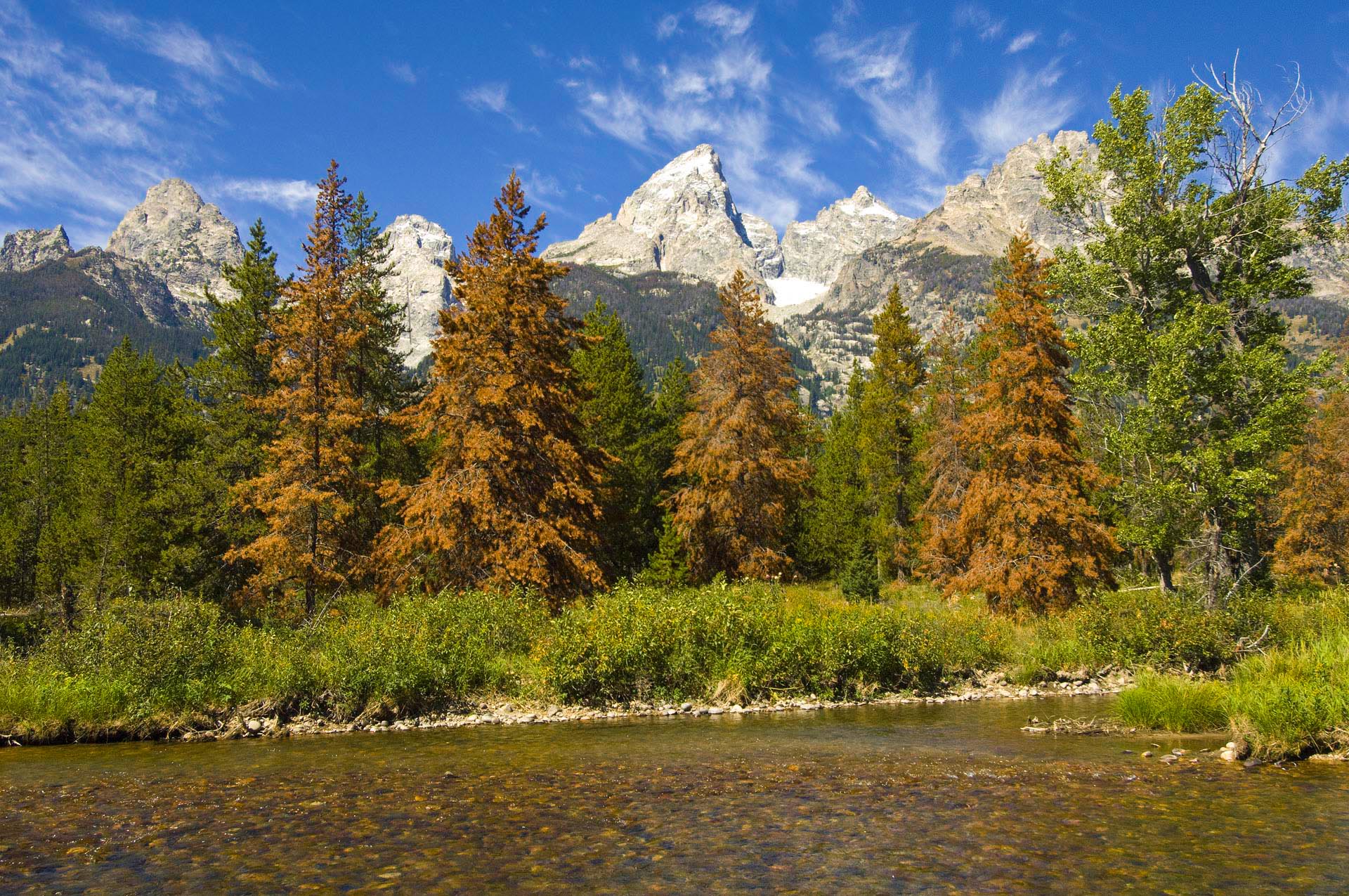 Massive National Forests Logging Threat – Bad Decisions and Bad Math of this Current Illegitimate Administration